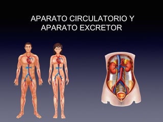 APARATO CIRCULATORIO Y
APARATO EXCRETOR
 