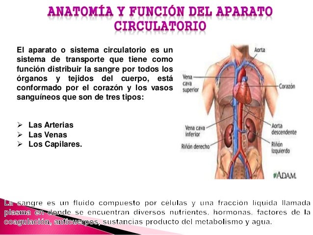 Aparato circulatorio y sus funciones pdf download