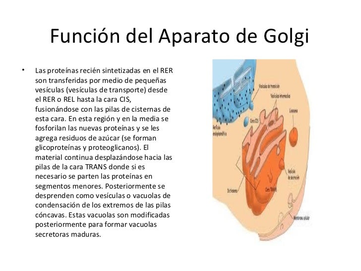 Aparato de golgi