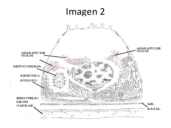 Aparato de golgi