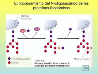 El procesamiento del N-oligosacárido de las
          proteínas lisosómicas
 