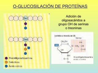 O-GLUCOSILACIÓN DE PROTEÍNAS

                       Adición de
                   oligosacáridos a
                 grupo OH de serinas
                      o treoninas
 