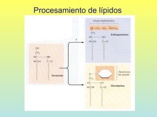 Procesamiento de lípidos
 