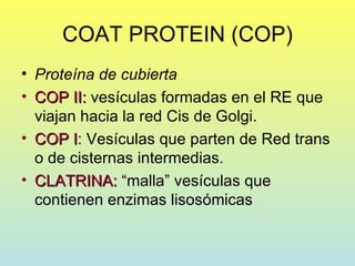 COAT PROTEIN (COP)
• Proteína de cubierta
• COP II: vesículas formadas en el RE que
  viajan hacia la red Cis de Golgi.
• COP I: Vesículas que parten de Red trans
        I
  o de cisternas intermedias.
• CLATRINA: “malla” vesículas que
  contienen enzimas lisosómicas
 