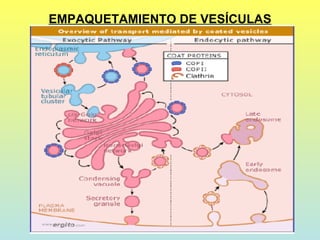 EMPAQUETAMIENTO DE VESÍCULAS
 