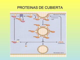 PROTEINAS DE CUBIERTA
 