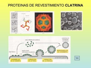 PROTEINAS DE REVESTIMIENTO CLATRINA
 