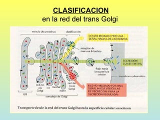 CLASIFICACION
en la red del trans Golgi
 