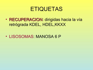 ETIQUETAS
• RECUPERACION: dirigidas hacia la vía
  RECUPERACION
  retrógrada KDEL, HDEL,KKXX

• LISOSOMAS: MANOSA 6 P
 