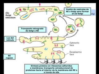 Fusión de vesículas de
                                                      RE a Golgi para formar
                                                            el cis-Golgi




           Transporte retrogrado
               de Golgi a RE


Luz del
retículo




  RE
rugoso



                    Síntesis proteica en ribosomas adheridos
                   a membrana; transporte cotraduccional de
               proteínas hacia el interior de la membrana del RE o
                                 a través de ella
 