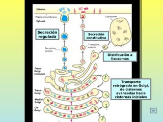 Secreción    Secreción
regulada    constitutiva




                           Distribución a
                             lisosomas




                                  Transporte
                             retrógrado en Golgi,
                                 de cisternas
                               avanzadas hacia
                              cisternas iniciales
 