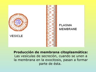 Producción de membrana citoplasmática:
 Las vesículas de secreción, cuando se unen a
la membrana en la exocitosis, pasan a formar
                parte de ésta.
 