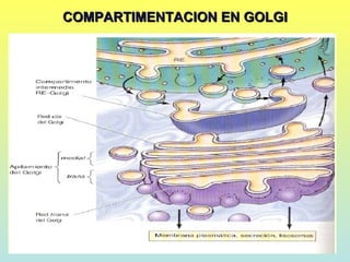 COMPARTIMENTACION EN GOLGI
 