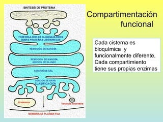Compartimentación
        funcional

 Cada cisterna es
 bioquìmica y
 funcionalmente diferente.
 Cada compartimiento
 tiene sus propias enzimas
 