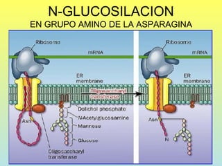 N-GLUCOSILACION
EN GRUPO AMINO DE LA ASPARAGINA
 