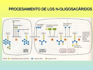 PROCESAMIENTO DE LOS N-OLIGOSACÁRIDOS
 