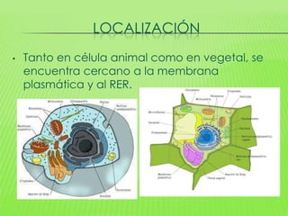 LOCALIZACIÓN
•   Tanto en célula animal como en vegetal, se
    encuentra cercano a la membrana
    plasmática y al RER.
 