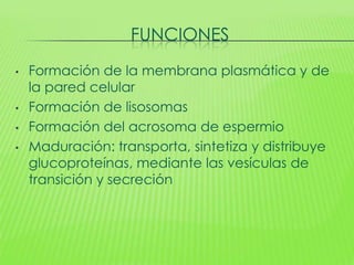 FUNCIONES
•   Formación de la membrana plasmática y de
    la pared celular
•   Formación de lisosomas
•   Formación del acrosoma de espermio
•   Maduración: transporta, sintetiza y distribuye
    glucoproteínas, mediante las vesículas de
    transición y secreción
 