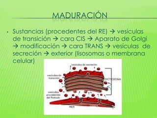 MADURACIÓN
•   Sustancias (procedentes del RE)  vesículas
    de transición  cara CIS  Aparato de Golgi
     modificación  cara TRANS  vesículas de
    secreción  exterior (lisosomas o membrana
    celular)
 