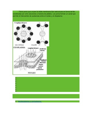Aparato de golgi | DOCX