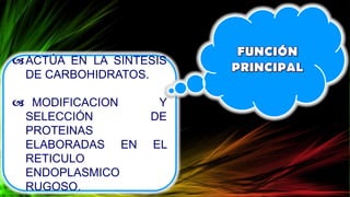 ACTÚA EN LA SINTESIS
DE CARBOHIDRATOS.
 MODIFICACION Y
SELECCIÓN DE
PROTEINAS
ELABORADAS EN EL
RETICULO
ENDOPLASMICO
RUGOSO.
 