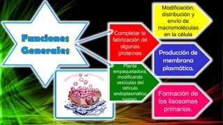 Modificación,
distribución y
envío de
macromoléculas
en la célula
Producción de
membrana
plasmática.
Formación de
los lisosomas
primarios.
Completar la
fabricación de
algunas
proteínas
Planta
empaquetadora,
modificando
vesículas del
retículo
endoplasmático
rugoso.
 