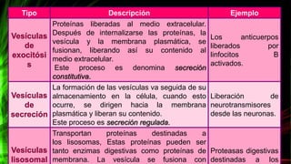Tipo Descripción Ejemplo
Vesículas
de
exocitósi
s
Proteínas liberadas al medio extracelular.
Después de internalizarse las proteínas, la
vesícula y la membrana plasmática, se
fusionan, liberando así su contenido al
medio extracelular.
Este proceso es denomina secreción
constitutiva.
Los anticuerpos
liberados por
linfocitos B
activados.
Vesículas
de
secreción
La formación de las vesículas va seguida de su
almacenamiento en la célula, cuando esto
ocurre, se dirigen hacia la membrana
plasmática y liberan su contenido.
Este proceso es secreción regulada.
Liberación de
neurotransmisores
desde las neuronas.
Vesículas
lisosomal
Transportan proteínas destinadas a
los lisosomas, Estas proteínas pueden ser
tanto enzimas digestivas como proteínas de
membrana. La vesícula se fusiona con
Proteasas digestivas
destinadas a los
 