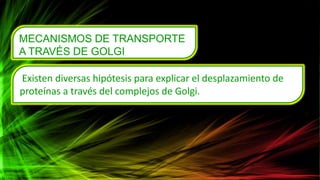 MECANISMOS DE TRANSPORTE
A TRAVÉS DE GOLGI
Existen diversas hipótesis para explicar el desplazamiento de
proteínas a través del complejos de Golgi.
 