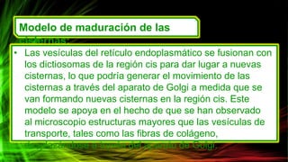 Modelo de maduración de las
cisternas:
• Las vesículas del retículo endoplasmático se fusionan con
los dictiosomas de la región cis para dar lugar a nuevas
cisternas, lo que podría generar el movimiento de las
cisternas a través del aparato de Golgi a medida que se
van formando nuevas cisternas en la región cis. Este
modelo se apoya en el hecho de que se han observado
al microscopio estructuras mayores que las vesículas de
transporte, tales como las fibras de colágeno,
desplazándose a través del aparato de Golgi.
 