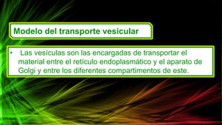 Modelo del transporte vesicular
• Las vesículas son las encargadas de transportar el
material entre el retículo endoplasmático y el aparato de
Golgi y entre los diferentes compartimentos de este.
 