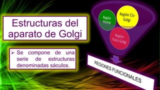 Estructuras del
aparato de Golgi
 Se compone de una
serie de estructuras
denominadas sáculos.
 