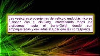Las vesículas provenientes del retículo endoplásmico se
fusionan con el cis-Golgi, atravesando todos los
dictiosmas hasta el trans-Golgi donde son
empaquetadas y enviadas al lugar que les corresponda.
 