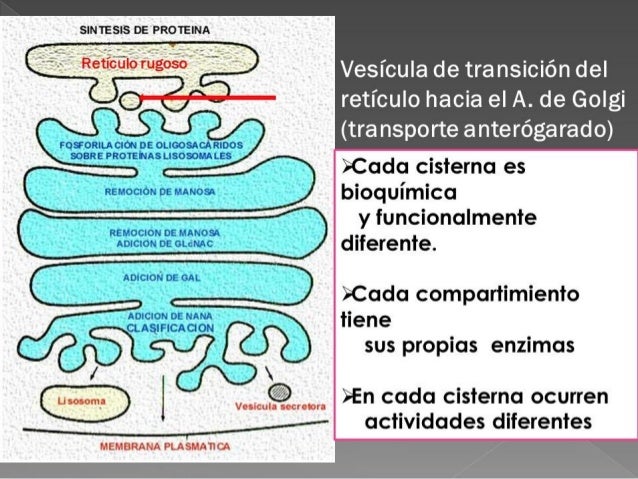 Aparato de golgi Funciones y estructura