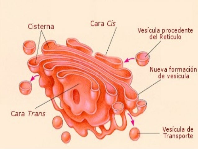 Resultado de imagen para aparato de golgi