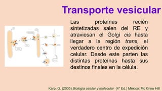Karp, G. (2005) Biología celular y molecular (4° Ed.) México: Mc Graw Hill
Transporte vesicular
Las proteínas recién
sintetizadas salen del RE y
atraviesan el Golgi cis hasta
llegar a la región trans, el
verdadero centro de expedición
celular. Desde este parten las
distintas proteínas hasta sus
destinos finales en la célula.
 