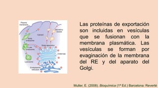 Las proteínas de exportación
son incluidas en vesículas
que se fusionan con la
membrana plasmática. Las
vesículas se forman por
evaginación de la membrana
del RE y del aparato del
Golgi.
Muller, E. (2008). Bioquímica (1ª Ed.) Barcelona: Reverté
 