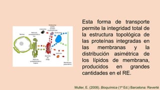 Esta forma de transporte
permite la integridad total de
la estructura topológica de
las proteínas integradas en
las membranas y la
distribución asimétrica de
los lípidos de membrana,
producidos en grandes
cantidades en el RE.
Muller, E. (2008). Bioquímica (1ª Ed.) Barcelona: Reverté
 