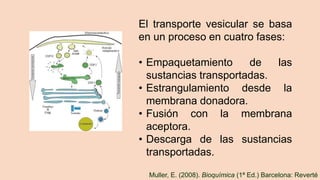 El transporte vesicular se basa
en un proceso en cuatro fases:
• Empaquetamiento de las
sustancias transportadas.
• Estrangulamiento desde la
membrana donadora.
• Fusión con la membrana
aceptora.
• Descarga de las sustancias
transportadas.
Muller, E. (2008). Bioquímica (1ª Ed.) Barcelona: Reverté
 