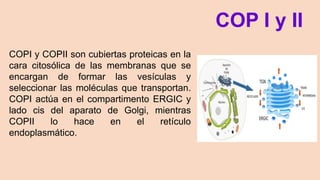 COP I y II
COPI y COPII son cubiertas proteicas en la
cara citosólica de las membranas que se
encargan de formar las vesículas y
seleccionar las moléculas que transportan.
COPI actúa en el compartimento ERGIC y
lado cis del aparato de Golgi, mientras
COPII lo hace en el retículo
endoplasmático.
 