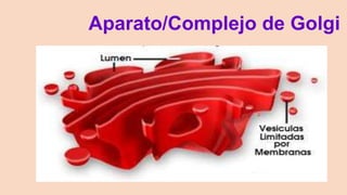 Aparato/Complejo de Golgi
 