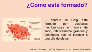 ¿Cómo está formado?
El aparato de Golgi está
formado por vesículas
membranosas en forma de
saco, relativamente grandes y
aplanadas que se parecen a
una pila de platos.
McKee, T. & Mckee, J. (2009). Bioquímica (4ª Ed.). México:McGrawHill
 