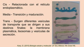 Cis - Relacionada con el retículo
endoplasmático.
Media - Transición y maduración.
Trans - Surgen diferentes vesículas
de transporte que se dirigen a sus
destinos finales: la membrana
plasmática, lisosomas y vesículas de
secreción.
Karp, G. (2010) Biología celular y molecular (4° Ed.) México: Mc Graw Hill,
 