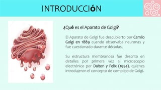 INTRODUCCIόN
¿Qué es el Aparato de Golgi?
El Aparato de Golgi fue descubierto por Camilo
Golgi en 1889 cuando observaba neuronas y
fue cuestionado durante décadas,
Su estructura membranosa fue descrita en
detalles por primera vez al microscopio
electrónico por Dalton y Felix (1954), quienes
introdujeron el concepto de complejo de Golgi.
 