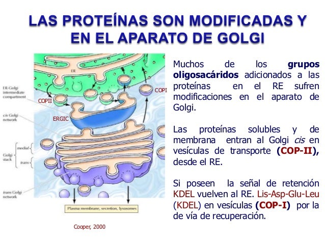 Aparato de golgi