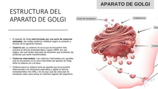Cisterna Rer Aparato de golgi 1.0 | PPTX