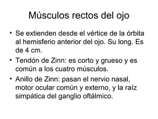 Músculos rectos del ojo
• Se extienden desde el vértice de la órbita
al hemisferio anterior del ojo. Su long. Es
de 4 cm.
• Tendón de Zinn: es corto y grueso y es
común a los cuatro músculos.
• Anillo de Zinn: pasan el nervio nasal,
motor ocular común y externo, y la raíz
simpática del ganglio oftálmico.
 