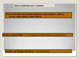 Núcleo de Edinger-Westphal  Parasimpático
Esta constituido por 3 núcleos:
Núcleo Elevador del parpado superior, recto superior, oblicuo
menor, recto inferior, recto interno
Núcleo Central Perlia  Convergencia (recto interno) y acomodación
 