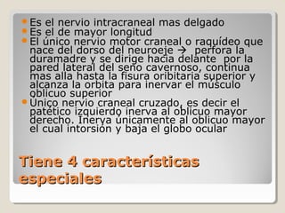 Tiene 4 característicasTiene 4 características
especialesespeciales
Es el nervio intracraneal mas delgado
Es el de mayor longitud
El único nervio motor craneal o raquídeo que
nace del dorso del neuroeje  perfora la
duramadre y se dirige hacia delante por la
pared lateral del seno cavernoso, continua
mas alla hasta la fisura oribitaria superior y
alcanza la orbita para inervar el músculo
oblicuo superior
Único nervio craneal cruzado, es decir el
patético izquierdo inerva al oblicuo mayor
derecho. Inerva únicamente al oblicuo mayor
el cual intorsión y baja el globo ocular
 