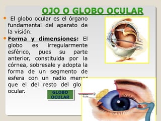  El globo ocular es el órgano
fundamental del aparato de
la visión.
Forma y dimensiones: El
globo es irregularmente
esférico, pues su parte
anterior, constituida por la
córnea, sobresale y adopta la
forma de un segmento de
esfera con un radio menor
que el del resto del globo
ocular. GLOBO
OCULAR
GLOBO
OCULAR
 