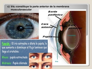 c) Iris.-constituye la parte anterior de la membrana
musculovascular
 